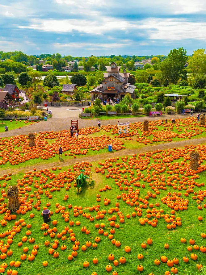 An expansive pumpkin patch filled with hundreds of pumpkins at Bengtson’s Pumpkin Farm.